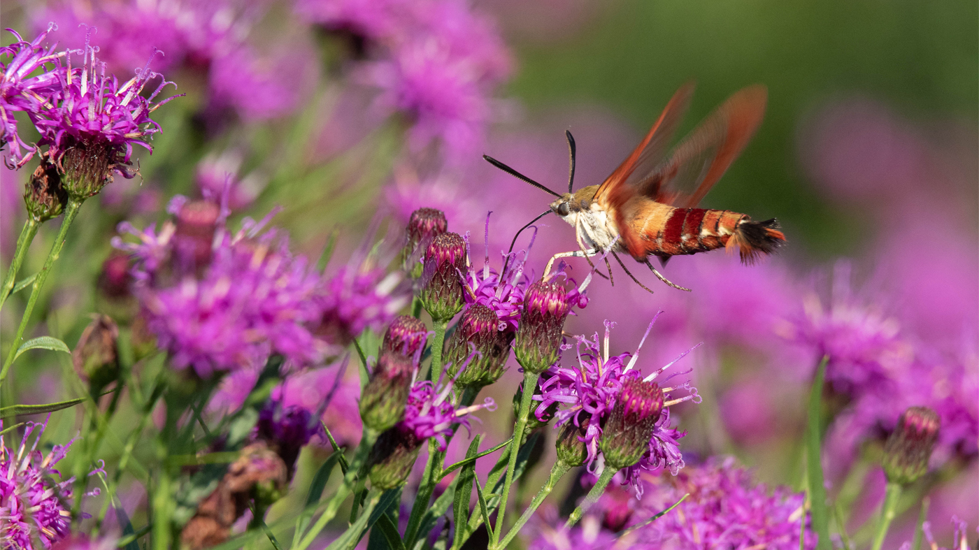a hummingbird clearwing moth drinking nectar from an ironweed flower